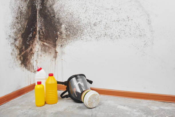 Best Local Mold Removal Service  in Orinda, CA