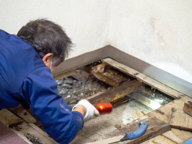 Best Mold Cleaning Services  in Orinda, CA