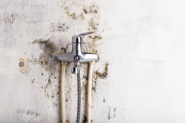 Office Mold Removal Services in Orinda, CA