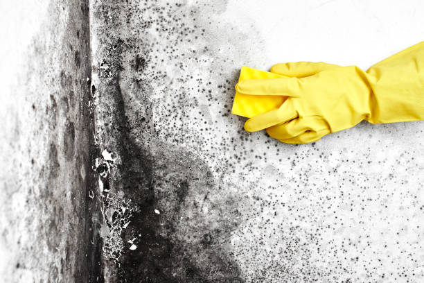 Best Professional Mold Removal  in Orinda, CA