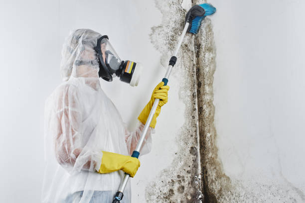 Best Mold Remediation  in Orinda, CA