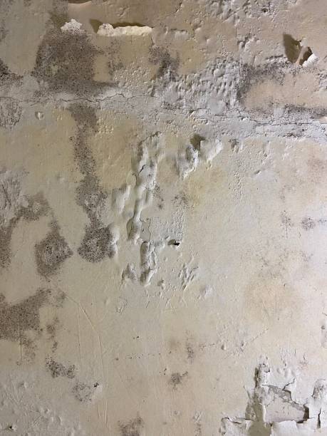 Best Fast Mold Removal  in Orinda, CA