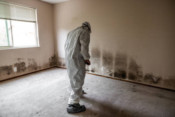 Home Mold Removal in Orinda, CA