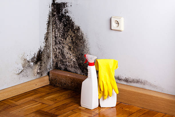 Best Mold Testing  in Orinda, CA